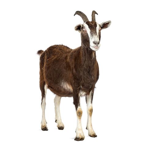 Gift a goat .